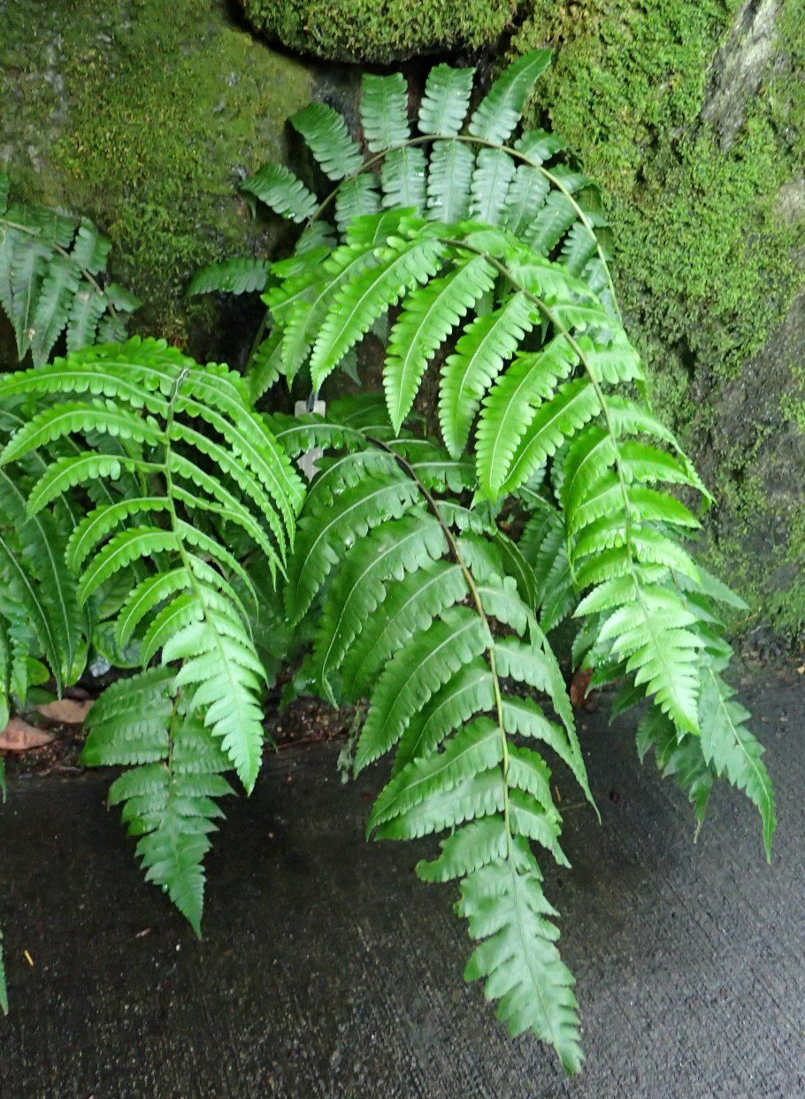 Diplazium esculentum