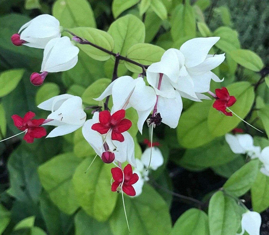 Clerodendrum thomsoniae