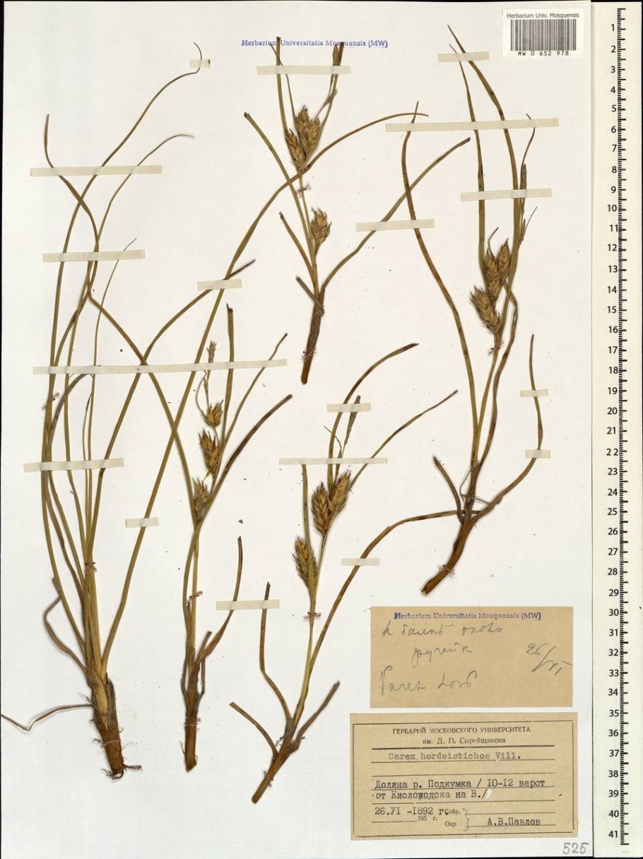 Carex hordeistichos
