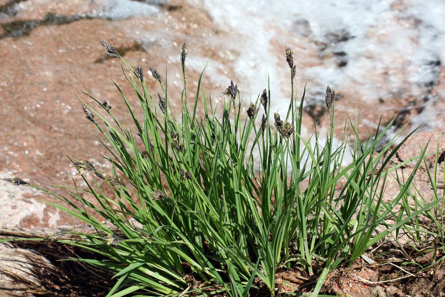 . Carex melanantha