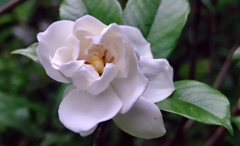 Гардения jasminoides