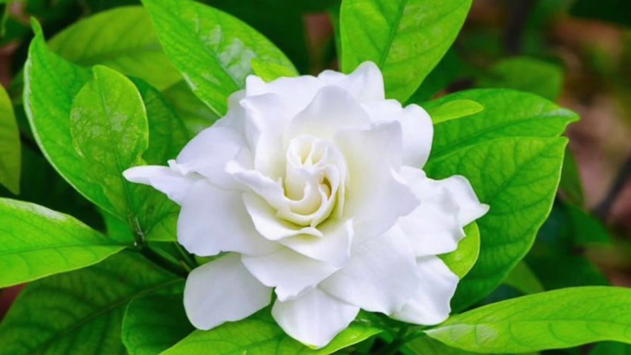 Гардения жасминовидная (gardenia jasminoides)