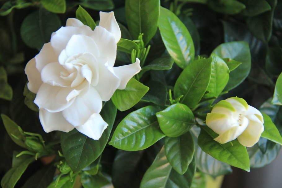 Жасминовая гардения