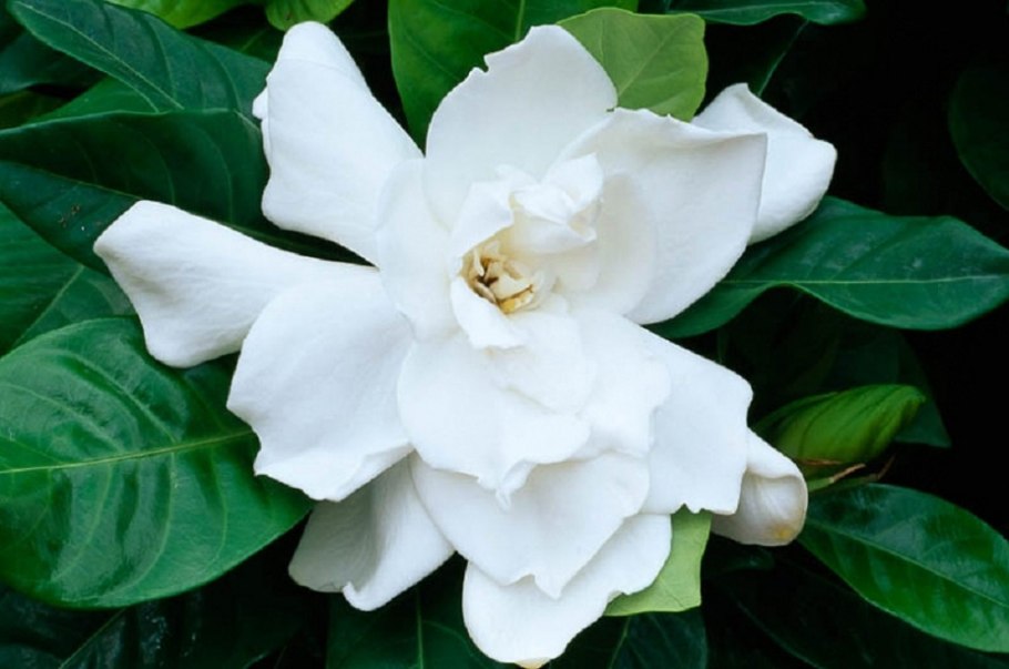 Цветок гардения жасминовидная