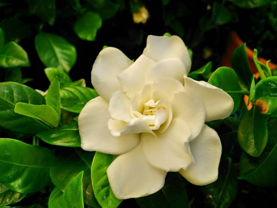 Гардения цветок