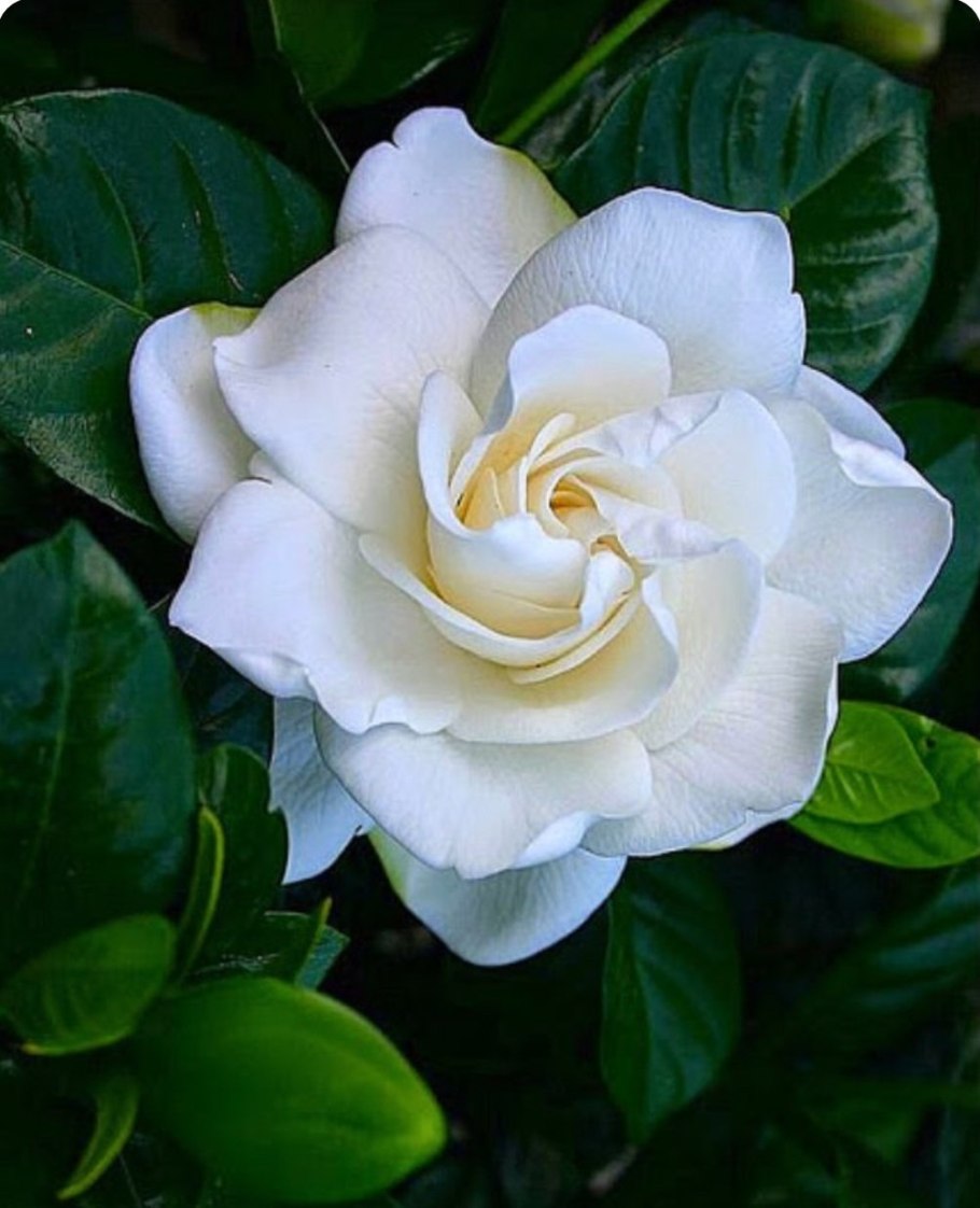 Гардения жасминовидная (gardenia jasminoides)