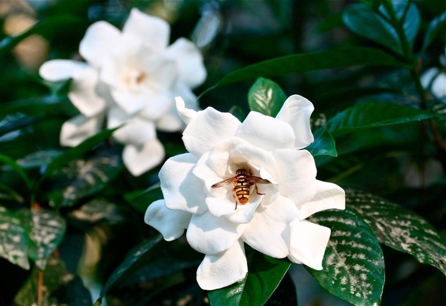 Гардения жасмин