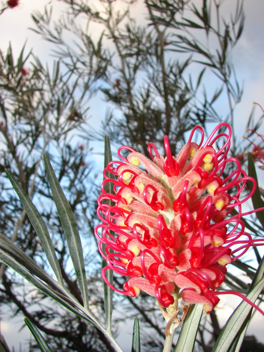 Grevillea banksii