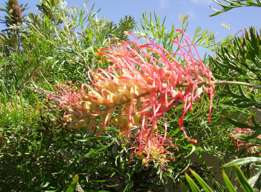 Гревиллея Бэнкса Grevillea banksii Израиль