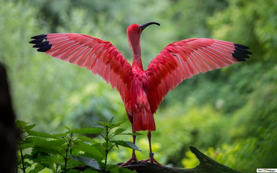 Красные обои