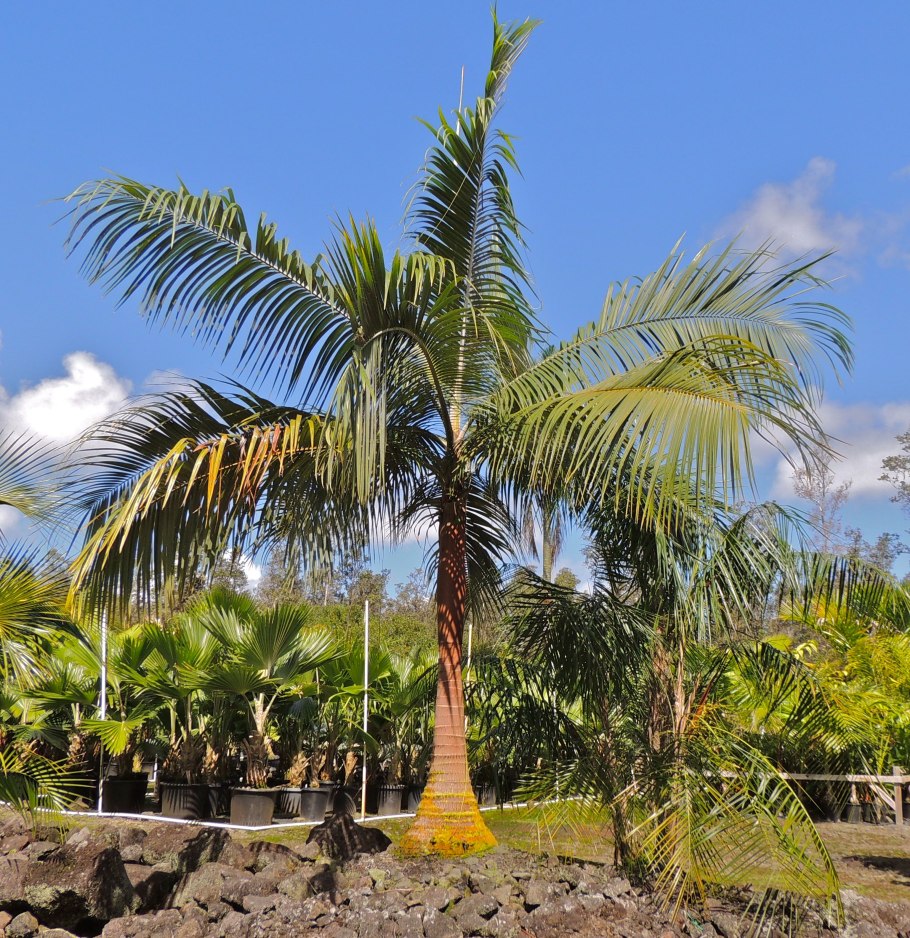 Пальмы Acanthophoenix rubra