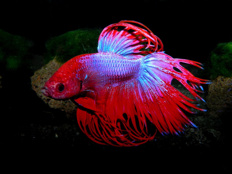 Красный дракон виверна