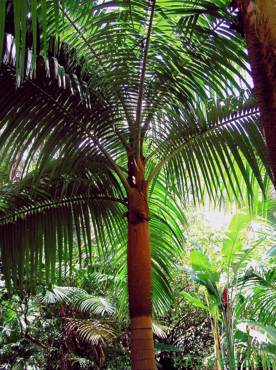 Пальмы Acanthophoenix rubra