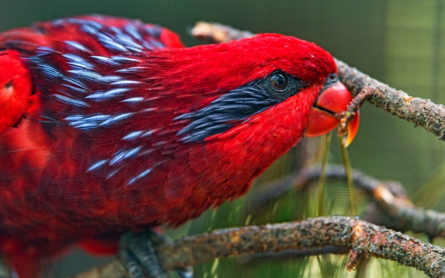 Попугай синеухий красный лори