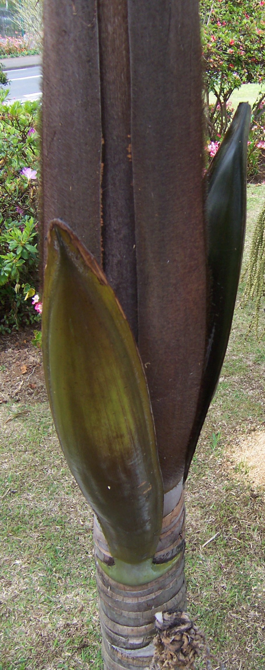 Острые цветы