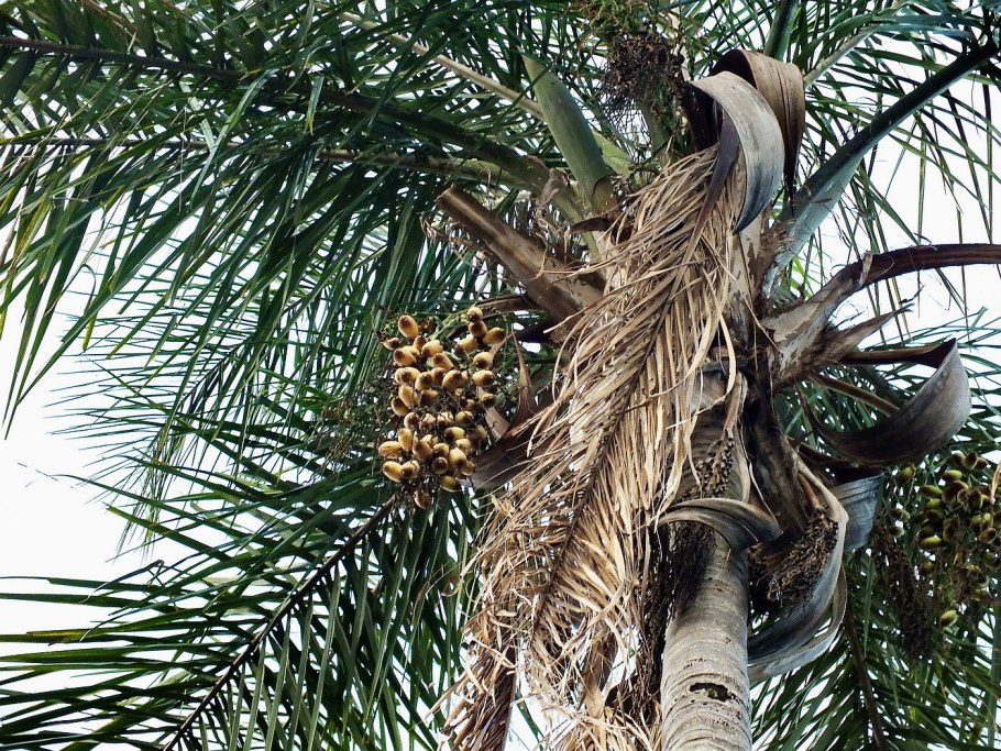 Сиагрус ведделя пальма