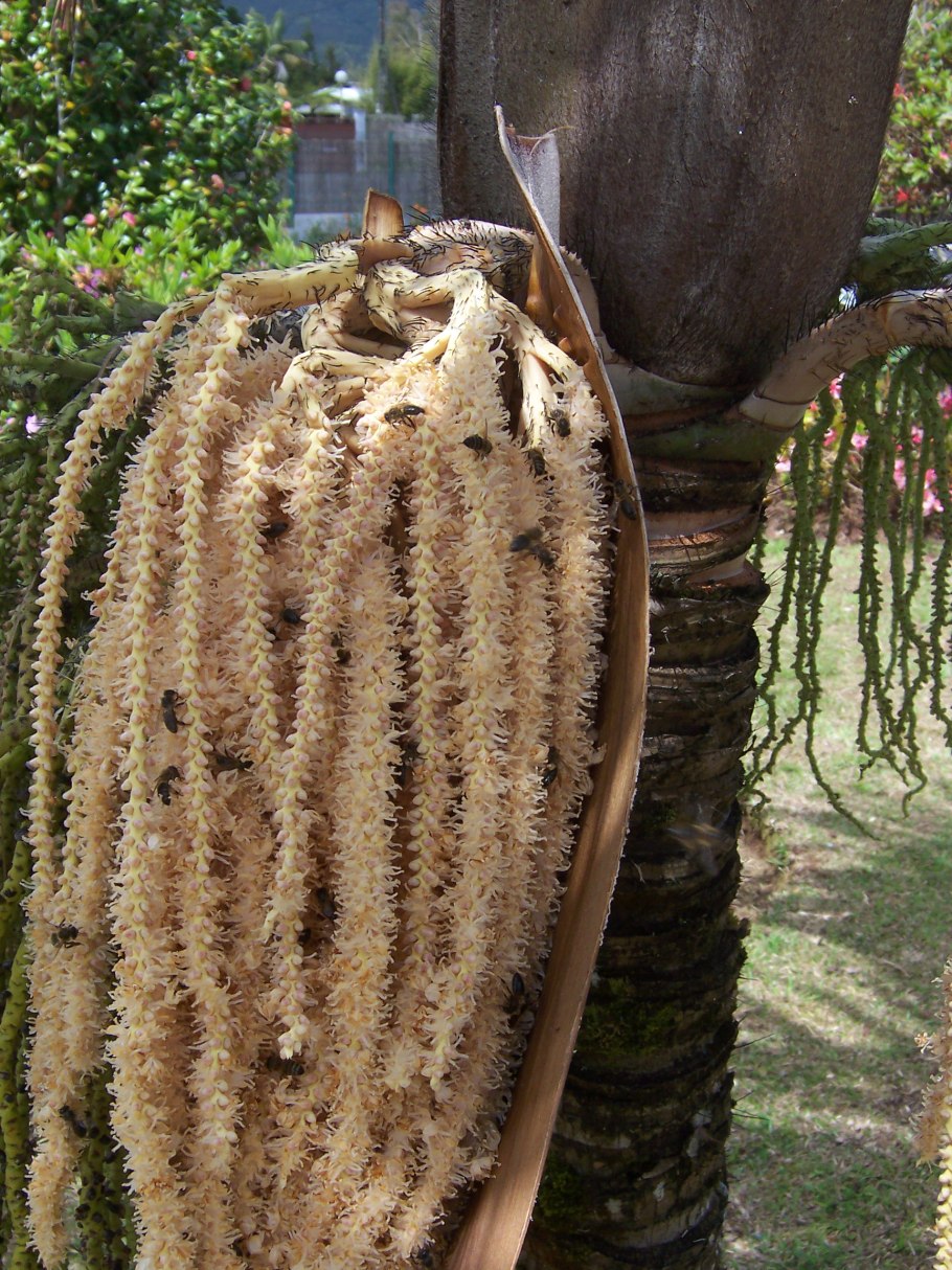 Искусственные перья