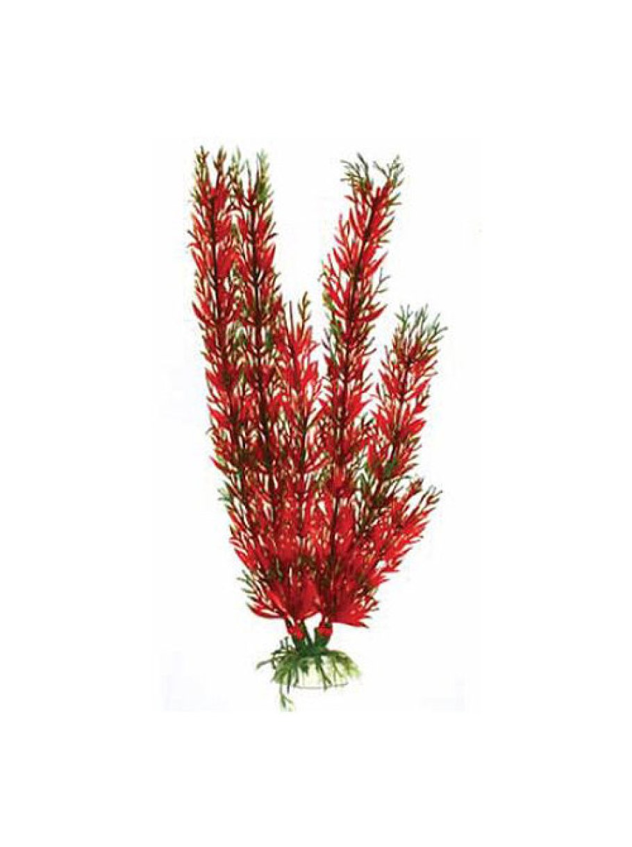 Перистолистник красный