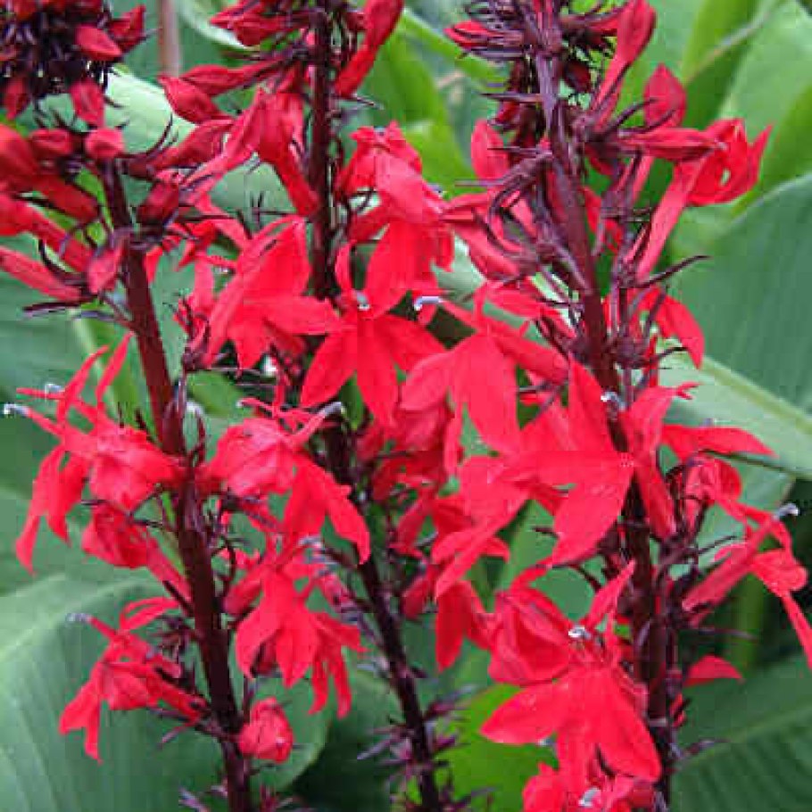 Lobelia cardinalis