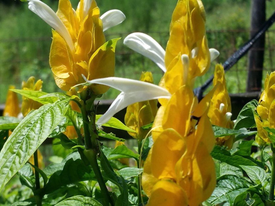 Цветок Пахистахис желтый