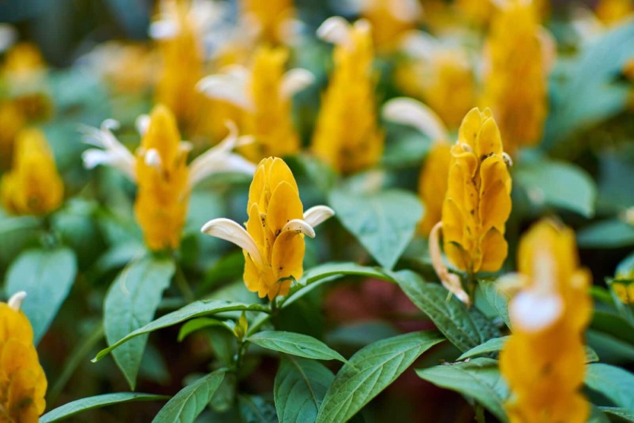 Пахистахис уход в домашних условиях