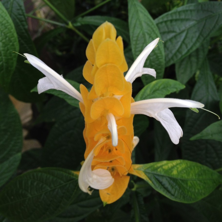 Пахистахис желтый