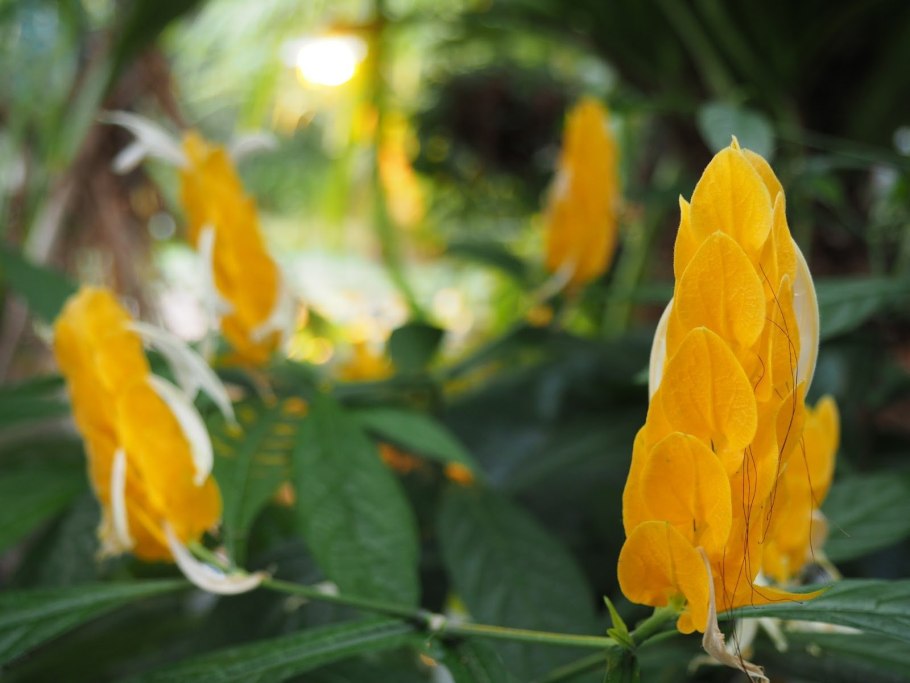 Пахистахис дерево