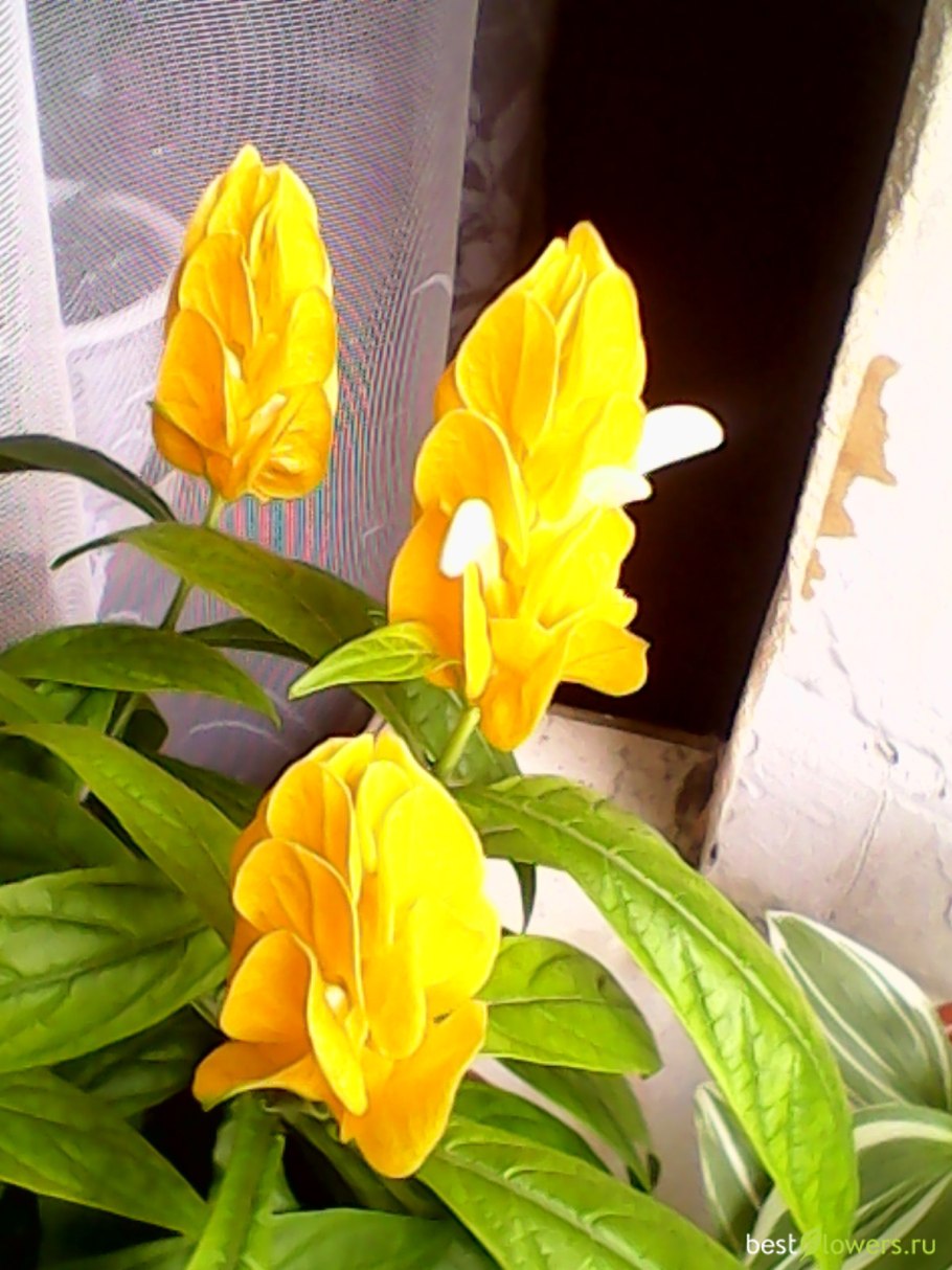 Пахистахис красный