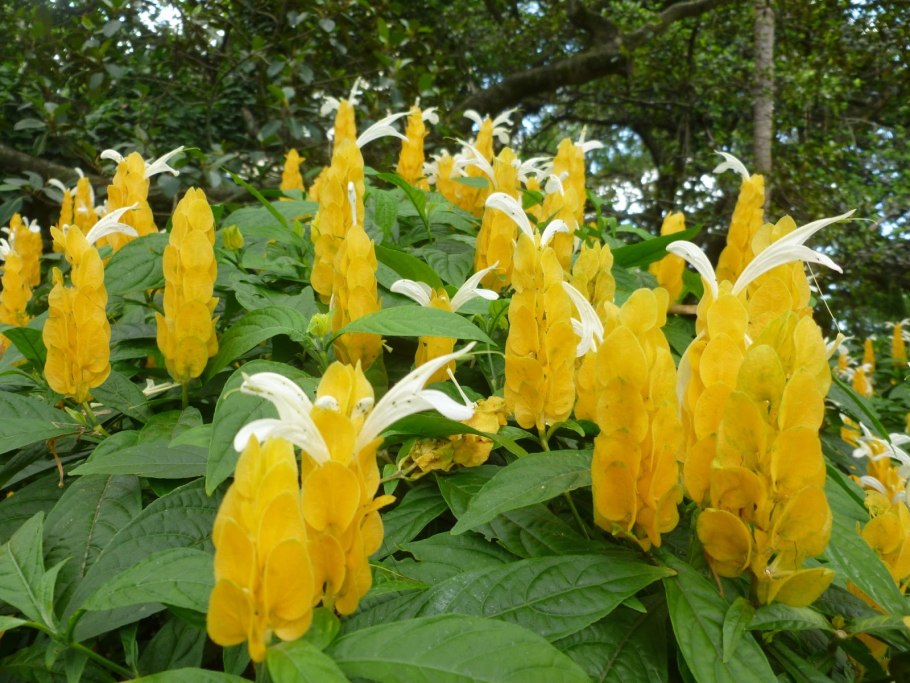 Пахистахис желтый