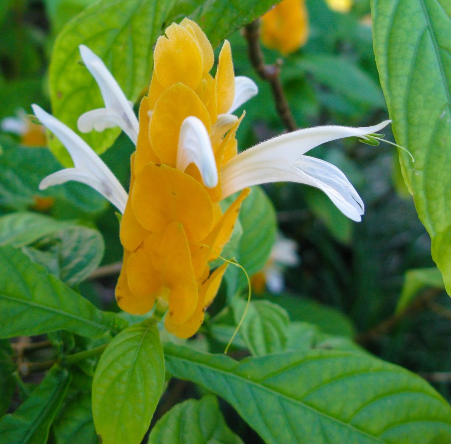 Антуриум Кротон Пахистахис