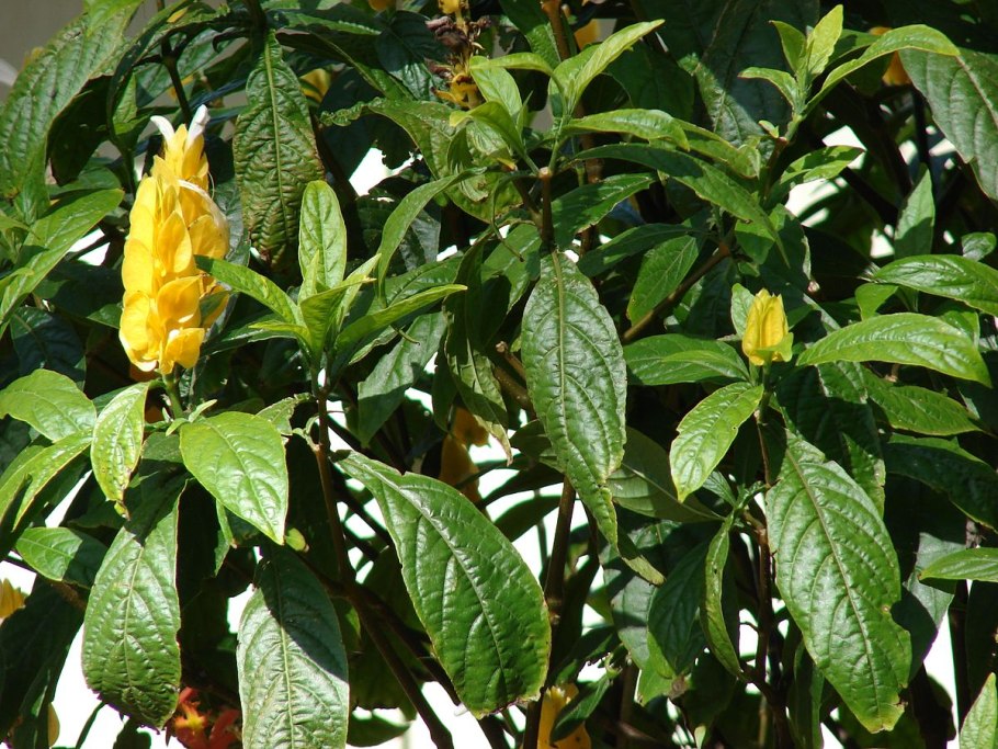 Calyptrocalyx pachystachys