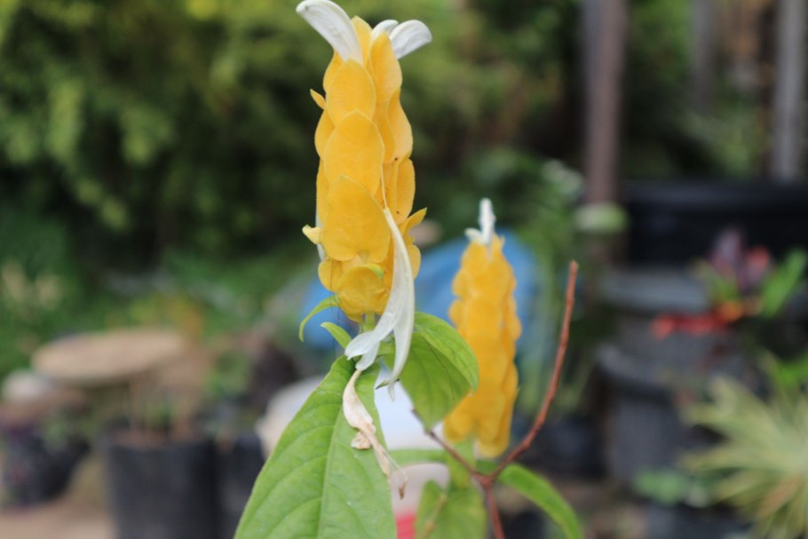 Кроссандра пахистахис