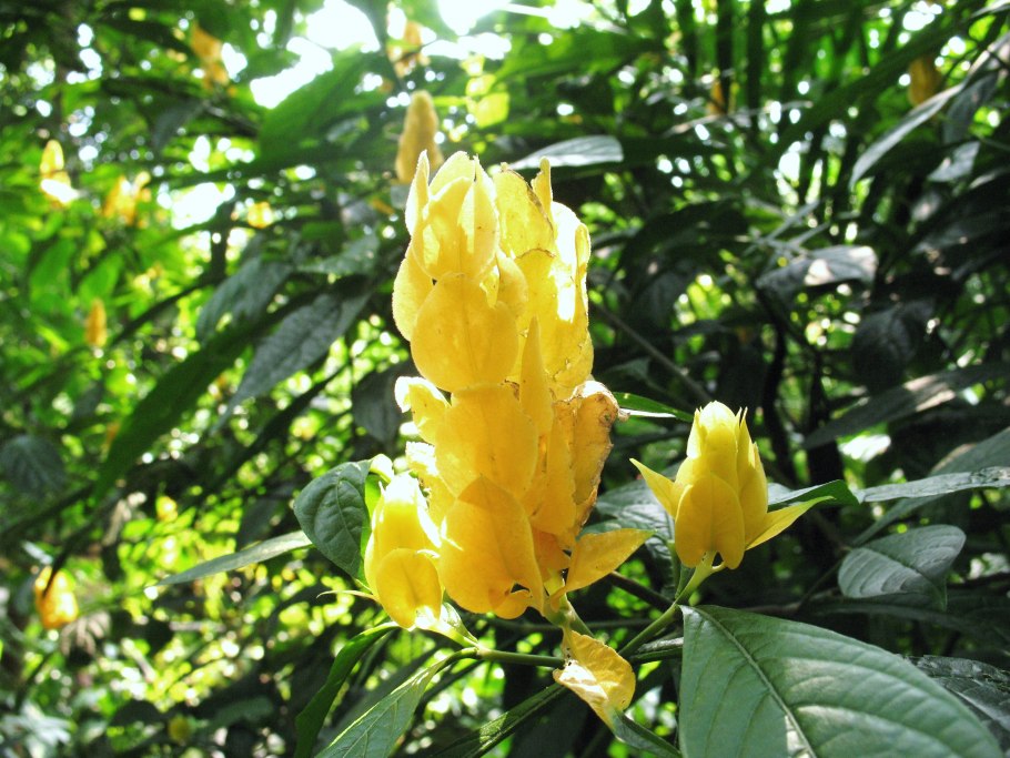 Пахистахис желтый