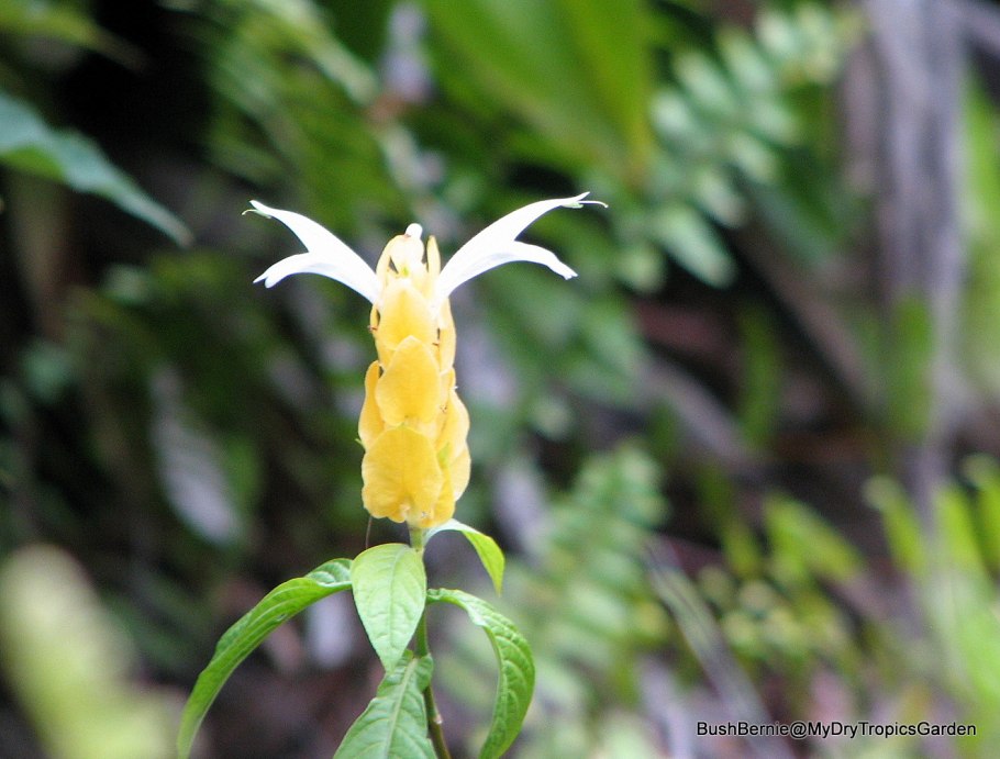 Пахистахис желтый