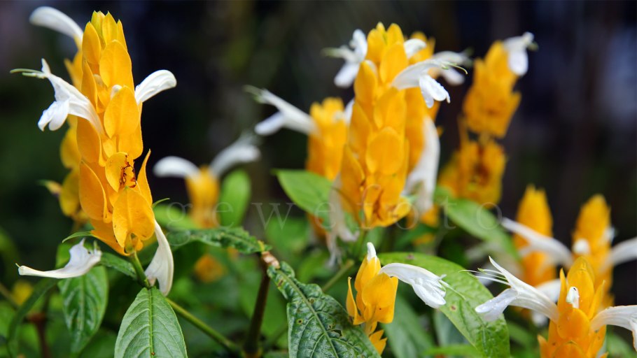 Пахистахис желтый