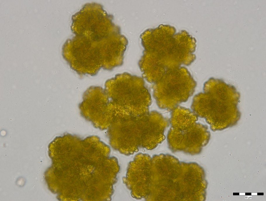 Кормление мирмеций