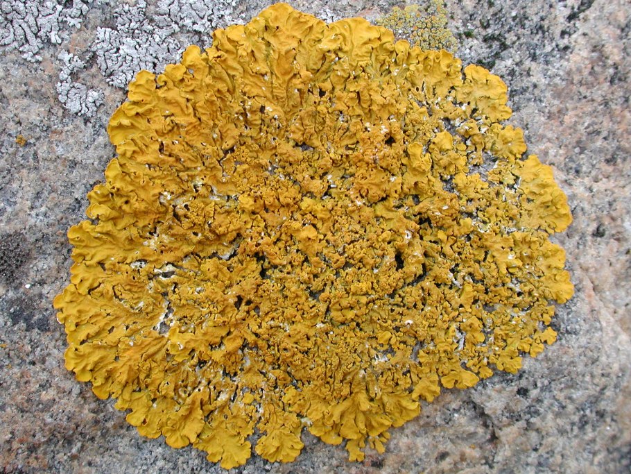 Ксантория лишайник