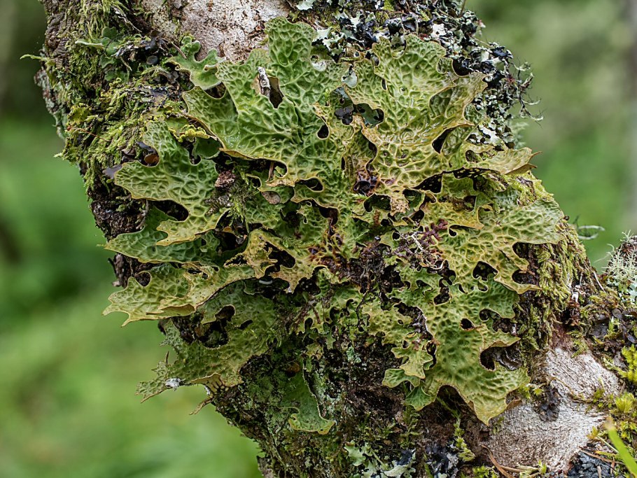 Кладония ксантория