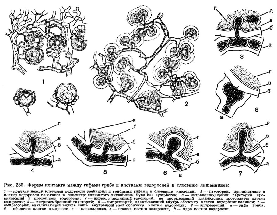 The Necks - photosynthetic