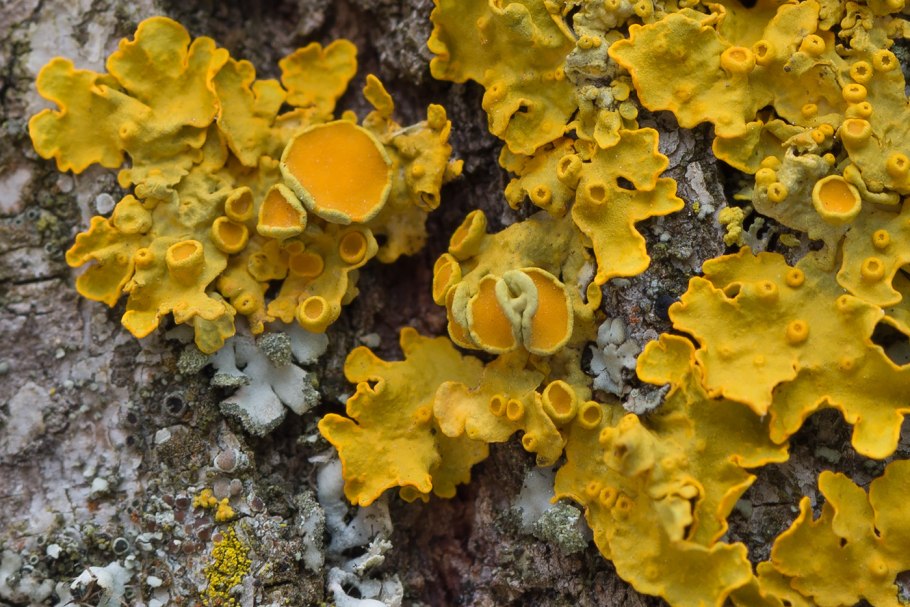 Ксантория многоплодная