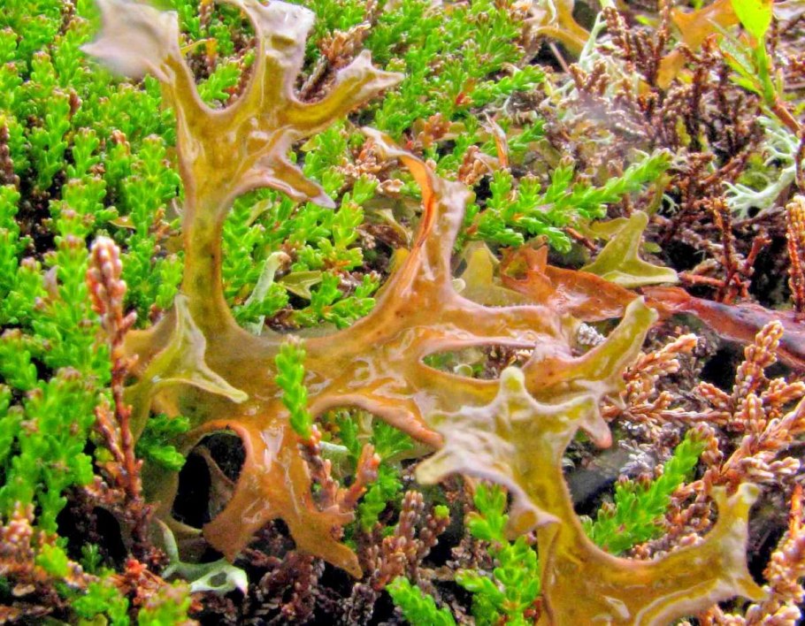 Гомеомерные лишайники рисунок