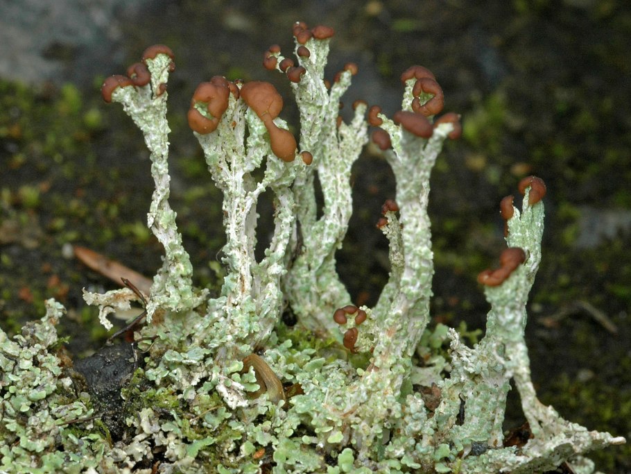 Кладонии ягель лишайник
