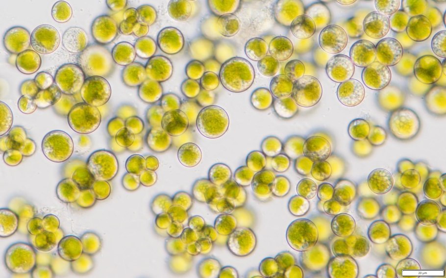 Ряска и хлорелла из одной клетки