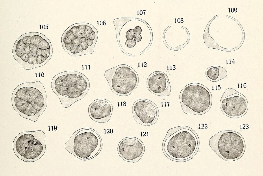 Одноклеточная водоросль хлорелла