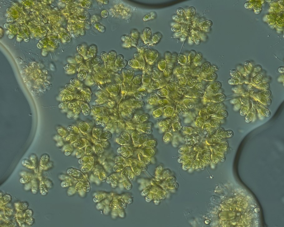Хлорелла вульгарис