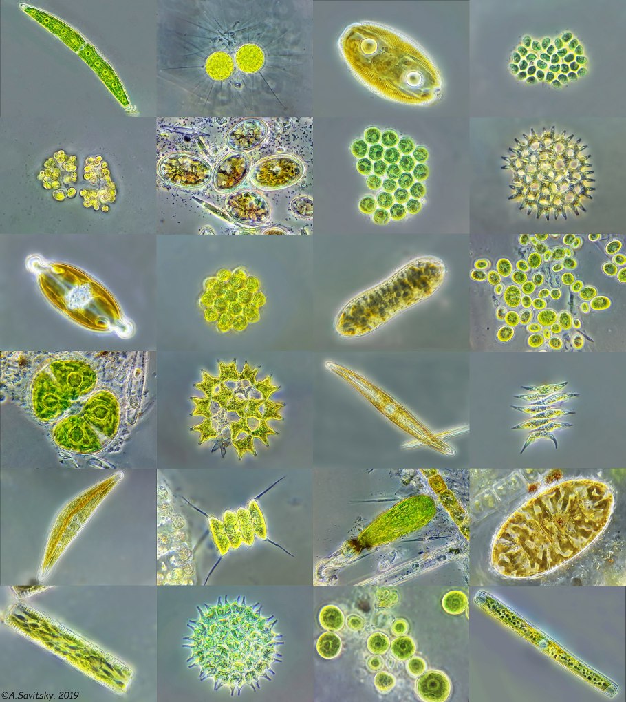 Требуксия водоросль