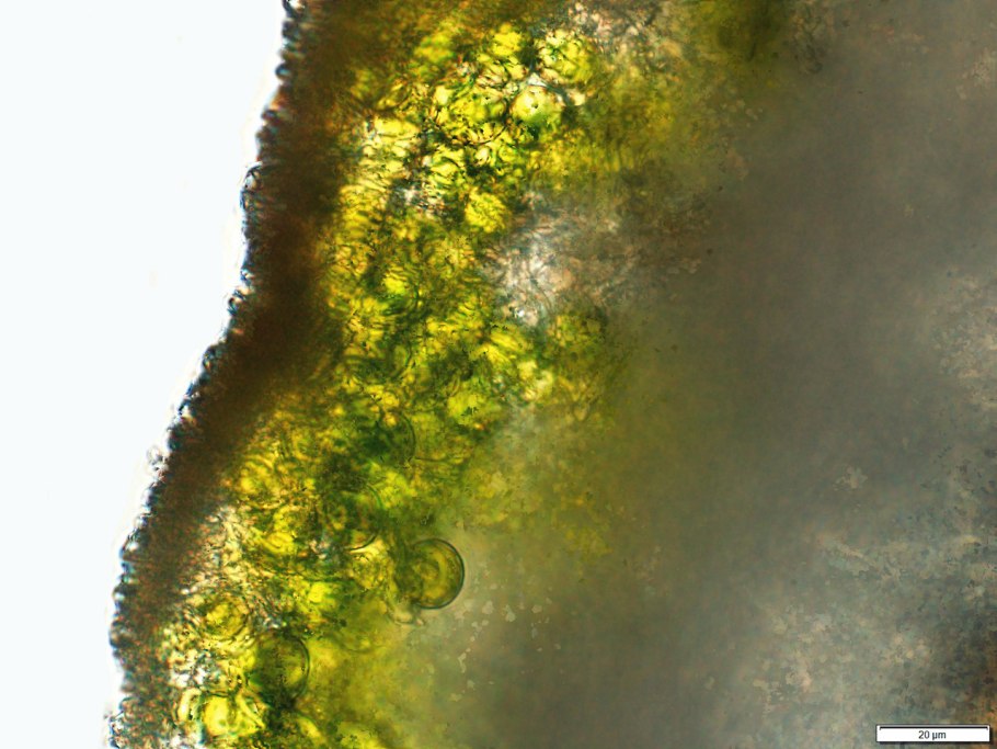 Требуксия водоросль