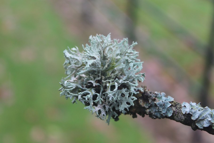 Прототека Википедия