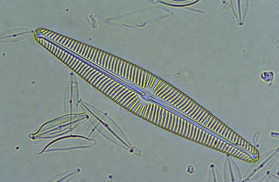 Ксантория лишайник