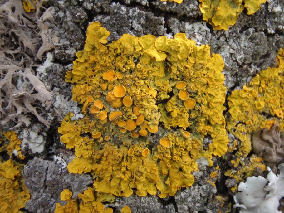 Дибес биомицесовый лишайник